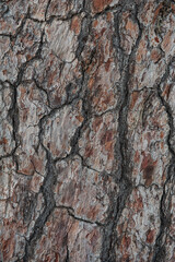 Natural background of tree bark texture