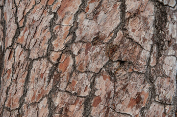 Natural background of tree bark texture