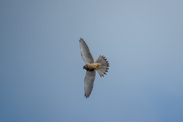 kestrel a bird of prey species belonging to the kestrel group of the falcon family hovering in the sky
