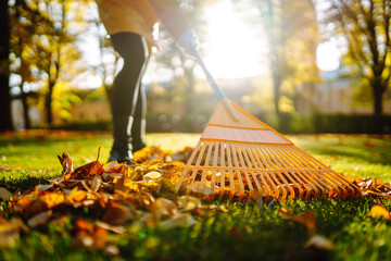 Close-up of a fan rake collecting fallen yellow leaves in a clearing. An activist clears leaves....