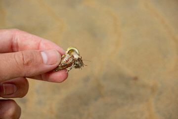 It belongs to a young man.. who is catching hermit crabs in the middle of the sandy beach and the hermit crab reached out from the nest