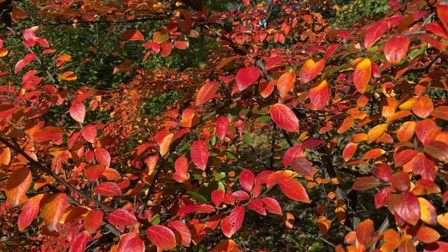 Autumn leaves foliage red orange cotoneaster bush.