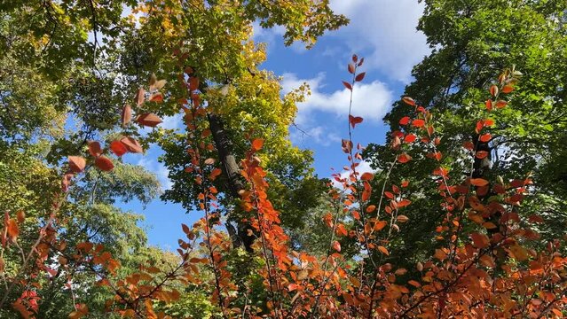 Autumn park.