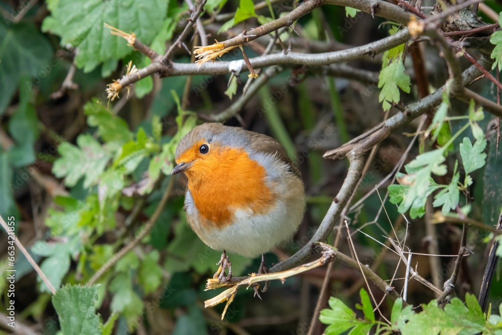 Sticker close up of Robin erithacus rubecula