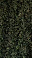 Green ivy on the fence