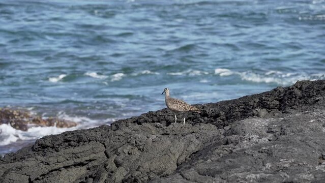 A whimbrel, numenius phaeopus, a wading bird with long curved beak, walking around on the lava rocks of pacific coastline at the galapagos islands in Ecuador.