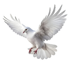 white dove isolated on transparent background 