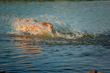 A beautiful purebred Labrador plays in the river in summer.