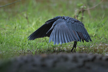 Black heron hunting fish with open wings