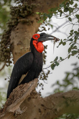 Southern ground hornbill perched in large tree with food in its beak