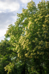 Candela yellow chestnut flower in forest with cloudy sky in vertical