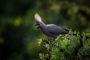Grey go-away bird calling from a green bush with lit up crest