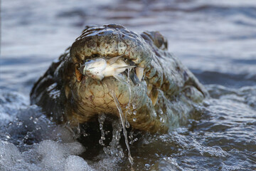 Crocodile eating a fish it caught in a river