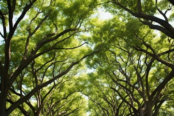 Obraz premium A picturesque country road is flanked by majestic oak trees, a sight commonly found in Savannah, Georgia