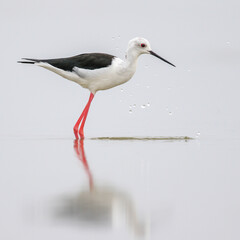 Black-winged stilt hunting in quiet dam with reflection on water