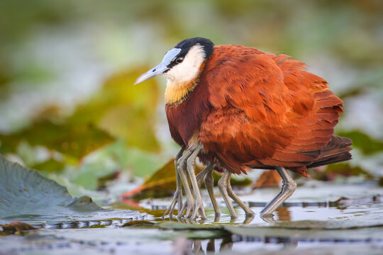 African jacana father protecting his chicks on the river