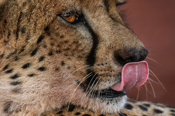 Close-up of cheetah face as it licks its nose