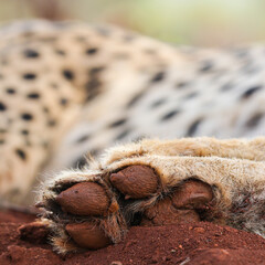 Underside of cheetah foot with red soil on it