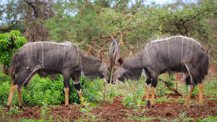 Two nyala bulls fighting in symmetry © John