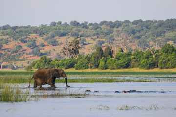 Elephant crossing river with mountain in background