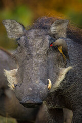 Red-billed oxpecker eating parasites from warthog eye