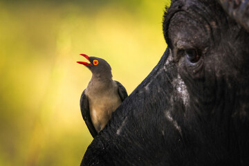 Red-billed oxpecker bird on buffalo face