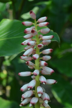 selective focus, Plant Shell ginger with the scientific name Alpinia zerumbet, a perennial herb and belongs to the Zingiberceae family.
