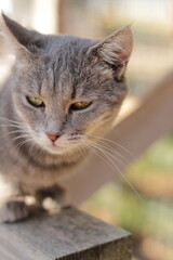 cat on the fence