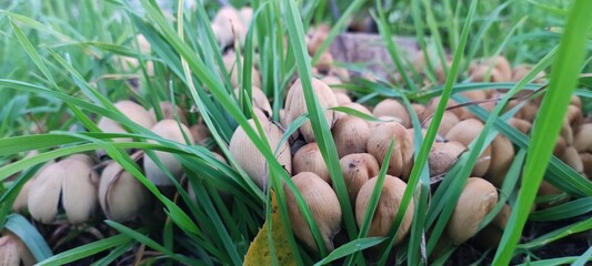 Mushrooms in the grass near a stump