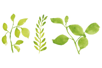 Assortment of watercolor leaves illustration set - green leaf branches collection for wedding, greetings, stationary,  wallpapers, fashion, background. olive, green leaves, Eucalyptus etc