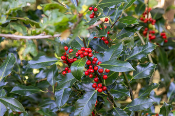 Holly tree branch (German European Holly) with red berries, background. selective focus