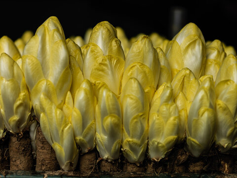 Endives