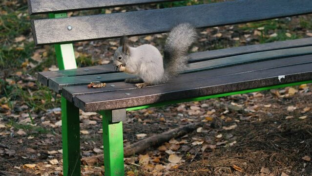 A fluffy squirrel eats food on a park bench. Cute squirrel in the forest. Autumn forest.
