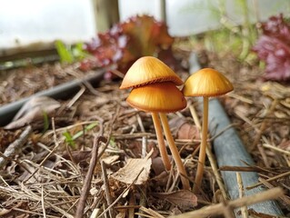 Mushroom in the greenhouse