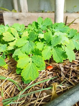 Celidonia medicinal herb