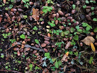 Oak acorns showered on the ground. Autumn cover of the land under the tree of oak from fallen acorns.