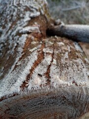 Close up of frozen tree