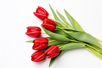 Red tulips isolated on white background.
