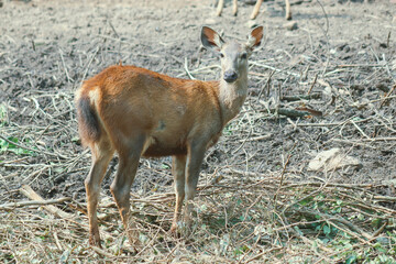 DEER IN THE JUNGLE EATING GRASSES AND BARKING