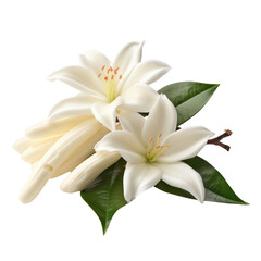 Vanilla flower isolated on white transparent background, PNG