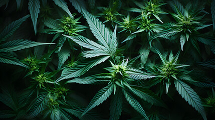 Cannabis used in medicine, background texture of Cannabis plants  - obrazy, fototapety, plakaty