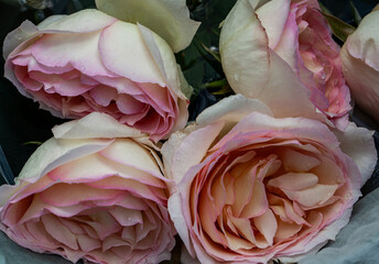Powdered roses in fresh pink color