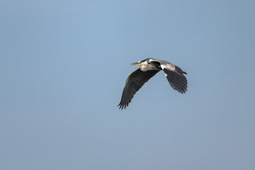 A flying Grey heron (ardea cinerea) with open wings
