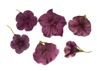Dry petunia flowers on a white background. Pressed floristry. Oshibana.