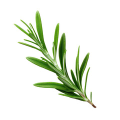 Rosemary isolated on white transparent background, PNG