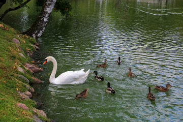 Swan and ducks in the autumn
