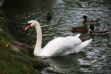 Swan in the autumn