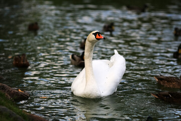 Swan in the autumn