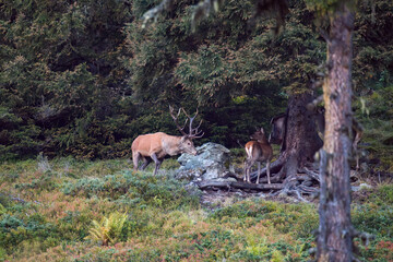 a royal stag, cervus elaphus, in the rutting season on the mountains at a autumn evening
