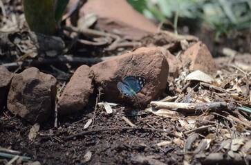 butterfly on the ground